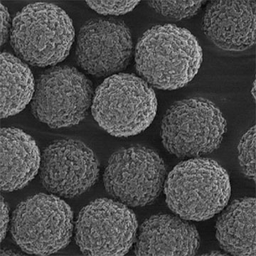 Magnetic Microspheres & Particles